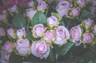 High angle view of pink roses