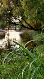 River flowing through forest