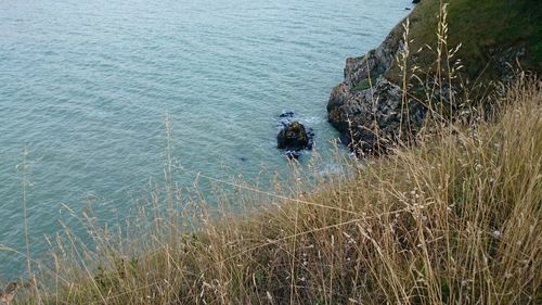 High angle view of dog in sea