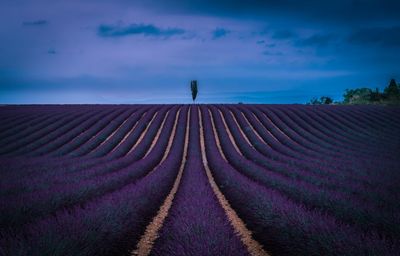 Lavender fields