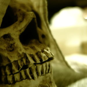 Close-up of human skull