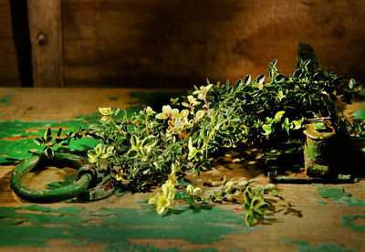 Close-up of vegetables on table