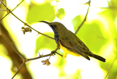 Close-up of bird perching on branch