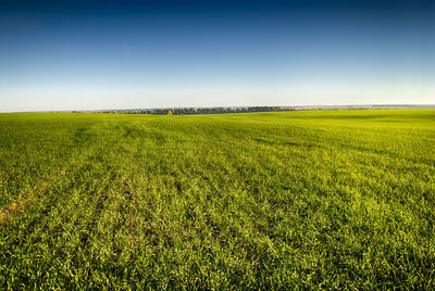 Scenic view of field against clear sky