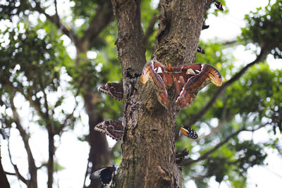 Close-up of butterfly perching on tree trunk in forest