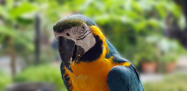 Close-up of a parrot