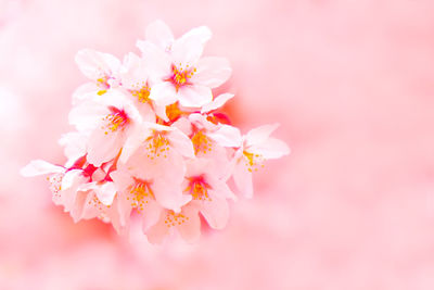 Close-up of pink cherry blossoms