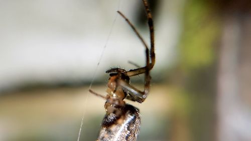 Close-up of spider on web