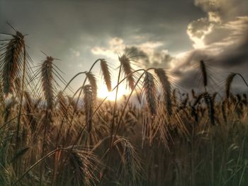 Close-up of stalks in field against sunset sky