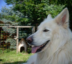 Close-up of dog looking away
