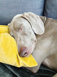 High angle view of dog relaxing on sofa