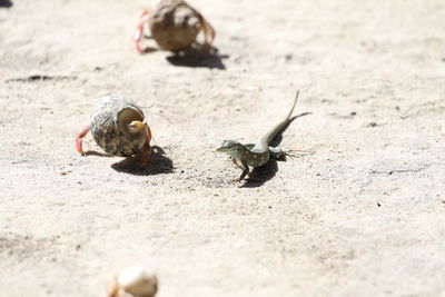 Close-up of crabs and lizard on sand