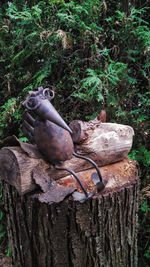 View of lizard on tree trunk in forest