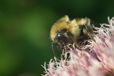 Close-up of bee on flower