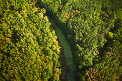 Full frame shot of green leaves