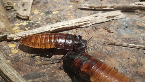 High angle view of insect