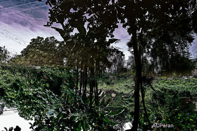 Trees by lake in forest against sky