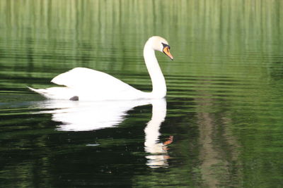 Swan swimming in lake