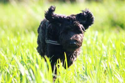 Black dog on a field