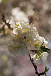 Close-up of white cherry blossom tree