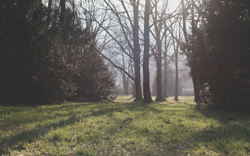 Trees on field in forest