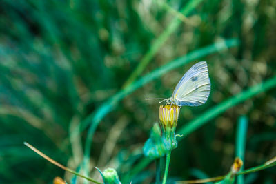 Close-up of butterfly pollinating on yellow flower bud