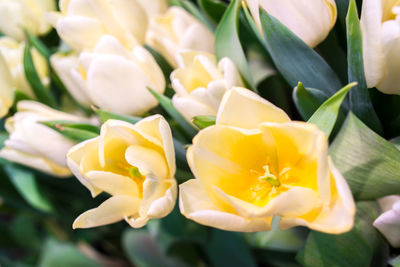 Close-up of yellowish white tulips
