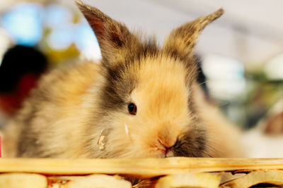 Close-up portrait of a rabbit