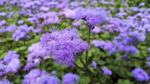 Close-up of honey bee pollinating on purple flower