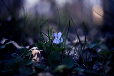 Close-up of purple crocus flowers on field