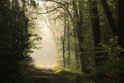 Trees in forest