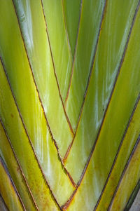 Close-up of plant