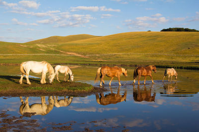 Horses in a lake