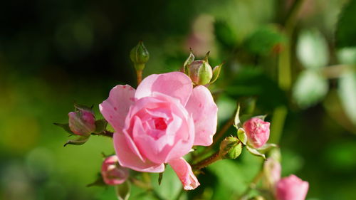 Close-up of pink rose blooming outdoors