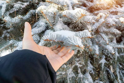 Cropped hand of woman holding seashell