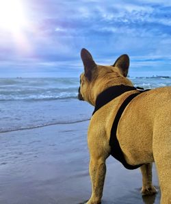 Dog on the beach