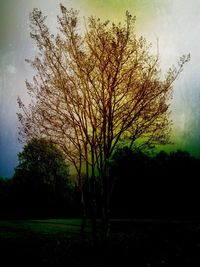 Bare trees on grassy field