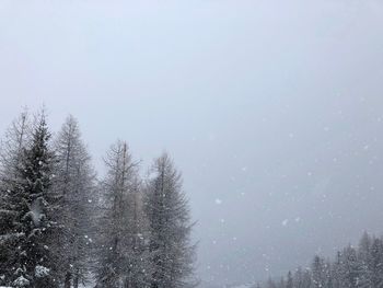 Low angle view of trees against clear sky during winter