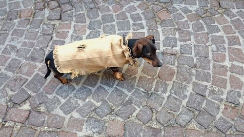 High angle view of dog on cobblestone street