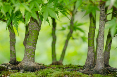 Close-up of tree trunk