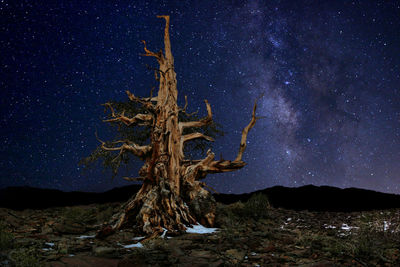 Scenic view of tree against sky at night