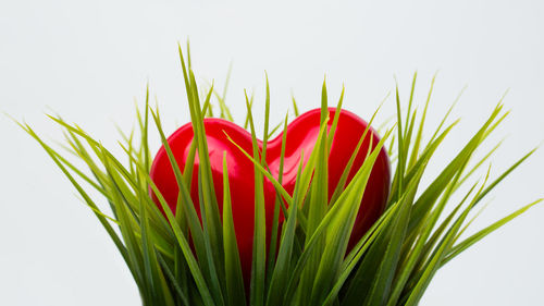 Close-up of heart shape balloon amidst grass against white background