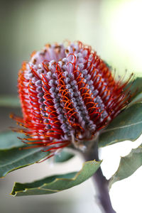 Close-up of protea blooming in park