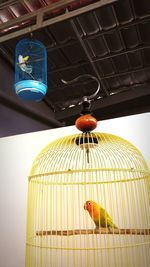 Close-up of bird perching in cage