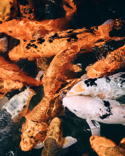 Close-up of koi fish in water