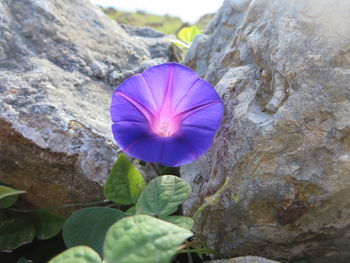 Close-up of purple crocus blooming outdoors