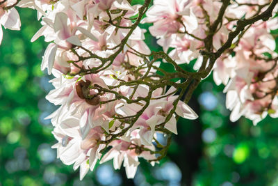 Close-up of cherry blossoms on tree