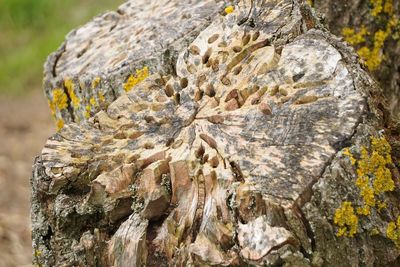 Close-up of tree stump on rock