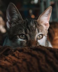 Close-up portrait of a cat