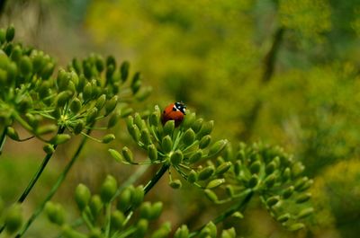 Close-up of ladybug on plant